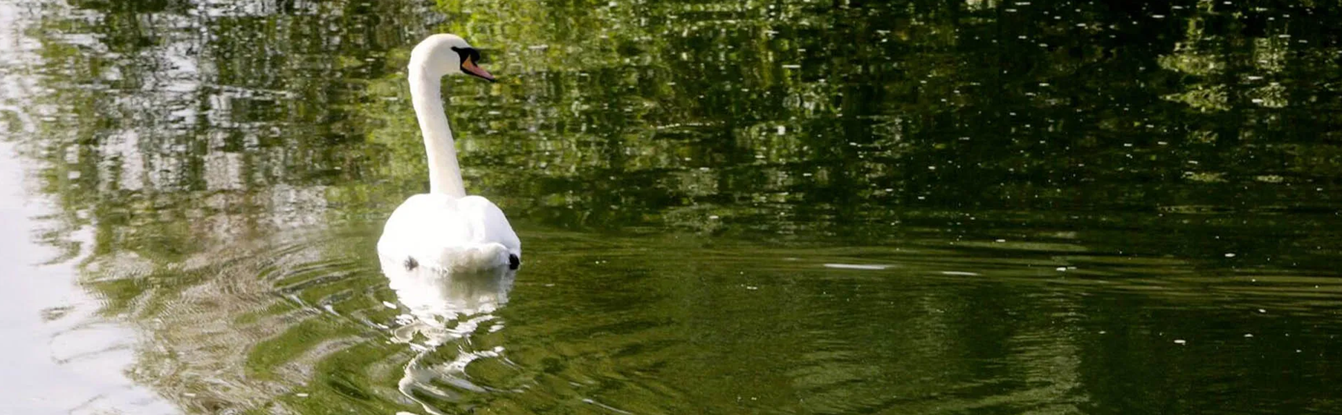 swan on golf course